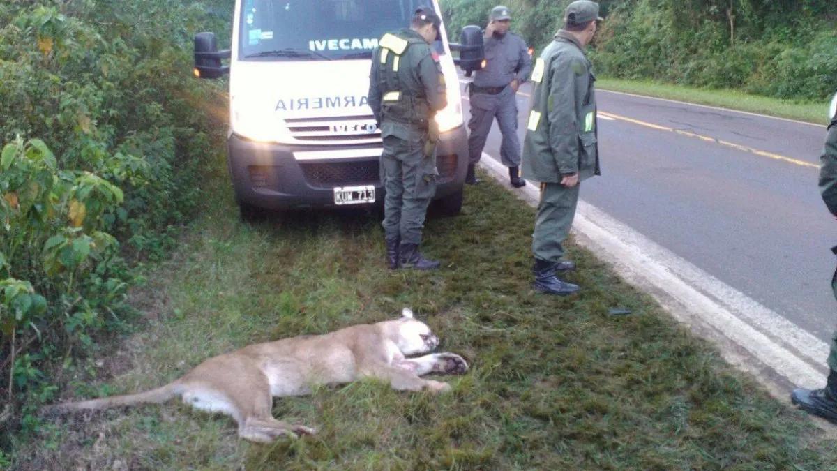 Atropellaron y mataron a un puma en el Parque Nacional Iguazú