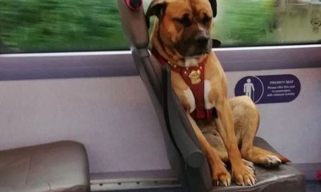 la historia de la desoladora foto de un perro que es viral la historia de la desoladora foto de un perro que es viral