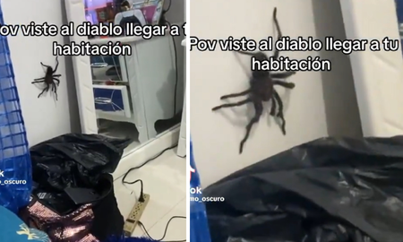 viral en tiktok: encontro una arana gigante caminando en su casa y se hizo viral en redes viral en tiktok: encontro una arana gigante caminando en su casa y se hizo viral en redes