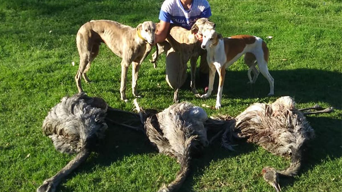 El proyecto pretende prohibir el uso de cualquier perro para la caza