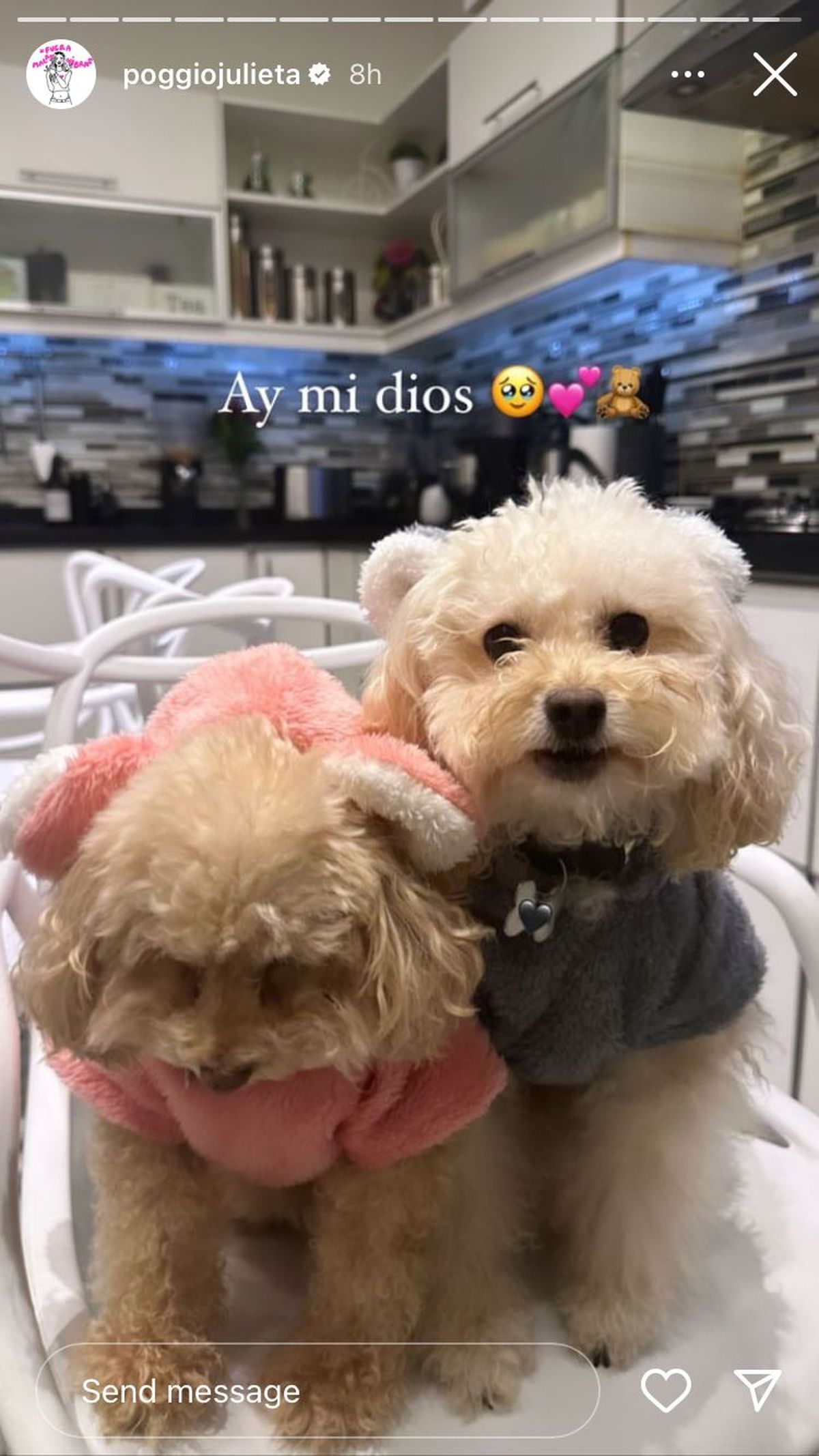 Julieta Poggio subió una foto de sus perros y mostró la intimidad de su hogar. Julieta Poggio subió una foto de sus perros y mostró la intimidad de su hogar. 