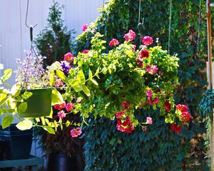 Estas 7 plantas colgantes son perfectas para lograr un balcón con efecto cascada. Estas 7 plantas colgantes son perfectas para lograr un balcón con efecto cascada.