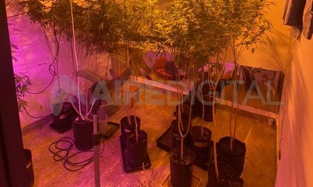 Ciudad de Santa Fe: detectaron un vivero con 45 plantas de marihuana Ciudad de Santa Fe: detectaron un vivero con 45 plantas de marihuana