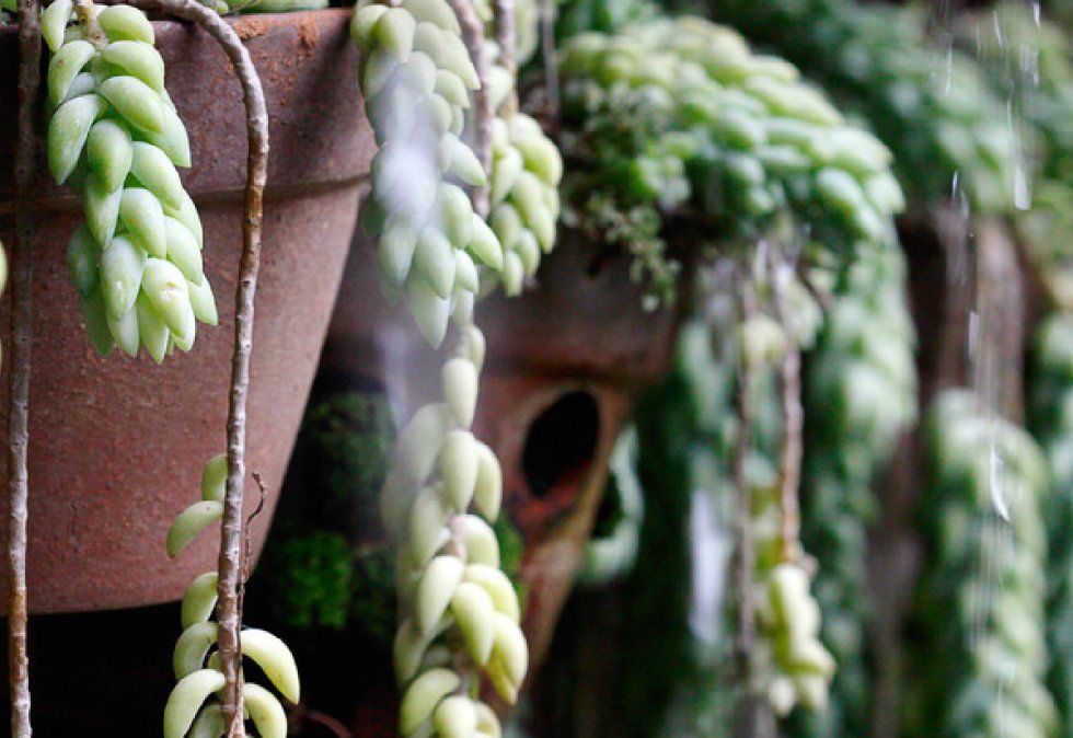 Cola de burro: la planta mexicana que no puede faltar en tu colección