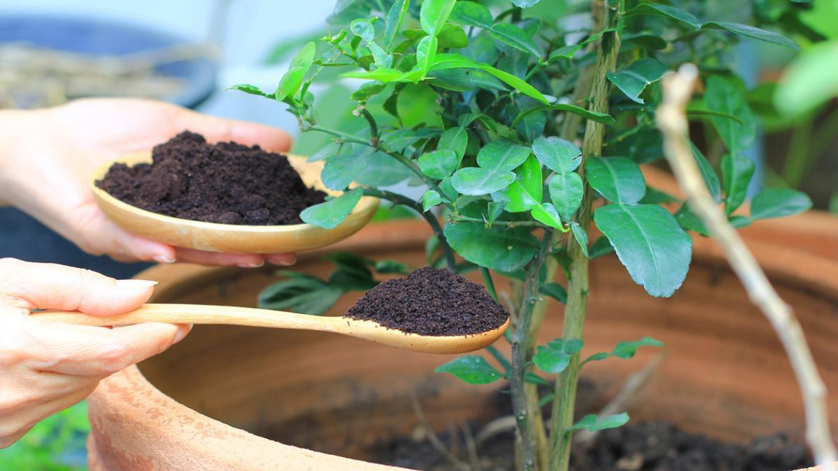 Cómo usar las sobras del café en beneficio de tu jardín