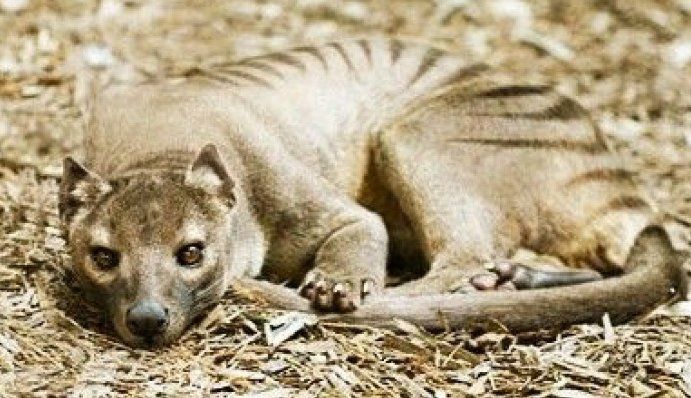 Tigre de Tasmania: lo creían extinguido, pero dicen haberlo visto en los últimos dos años