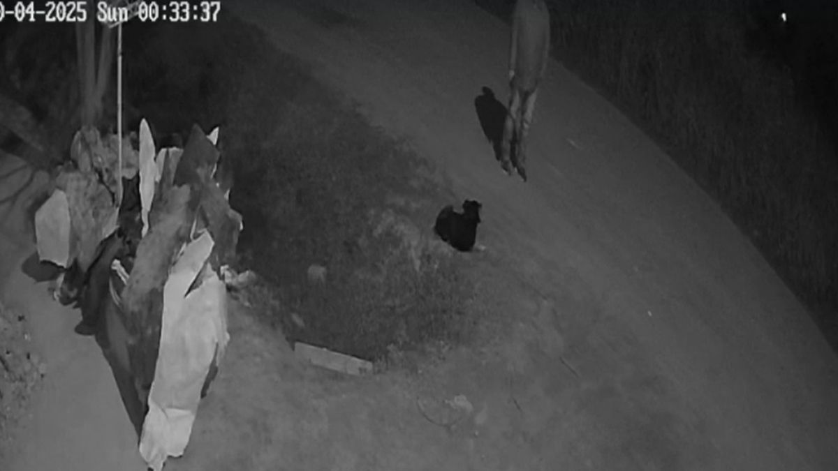 El perro fue asesinado después de la medianoche del domingo y el hecho quedó registrado en una cámara.&nbsp;