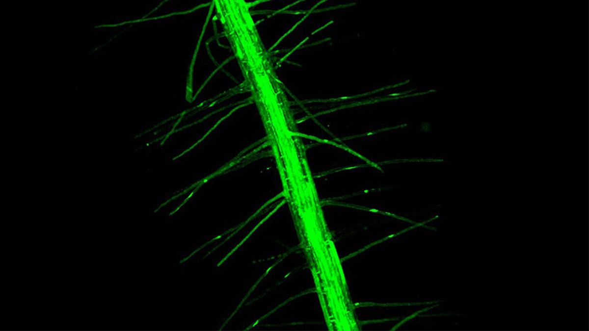 Un estudio liderado por investigadores del Conicet logró describir de manera detallada factores moleculares que regulan el crecimiento de las raíces de las plantas sometidas a baja temperatura.