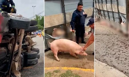 Volcó un camión con cerdos en Jesús María y se abalanzaron para llevarse los animales sin asistir al conductor: Me pasaban por arriba Volcó un camión con cerdos en Jesús María y se abalanzaron para llevarse los animales sin asistir al conductor: Me pasaban por arriba
