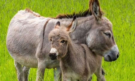 leche de burra en todolactea: la apuesta que busca diversificar la lecheria argentina leche de burra en todolactea: la apuesta que busca diversificar la lecheria argentina