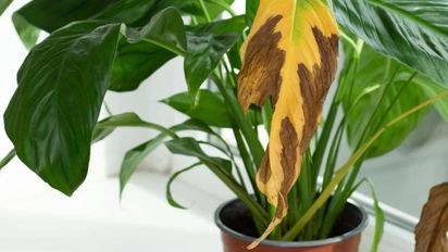 Hojas amarillas y tierra seca: el truco definitivo para rescatar tus plantas del calor extremo