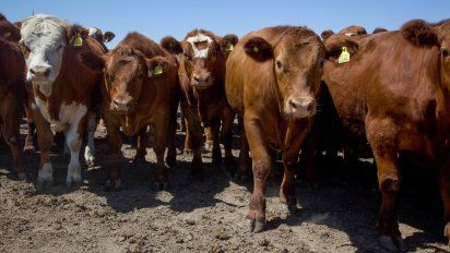 Argentina pierde 2,2% de su stock vacuno, pero la ganadería se prepara para un repunte