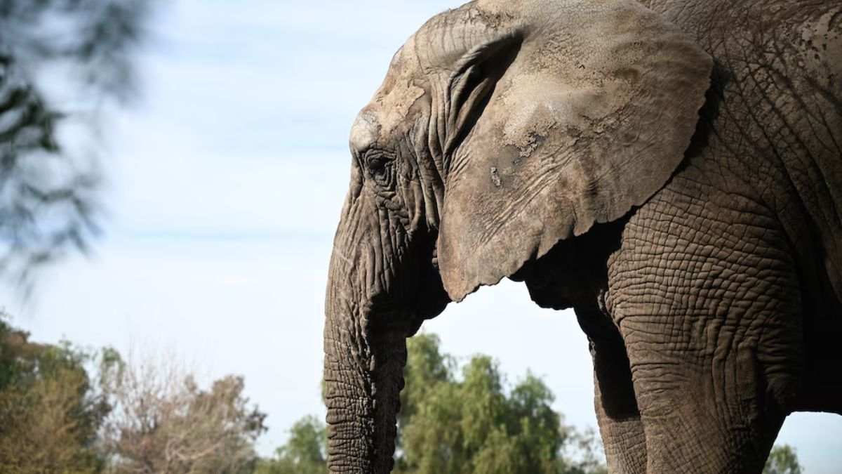 Kenya murió en Brasil luego de ser trasladada desde Mendoza. Su fallecimiento vuelve a poner en foco las consecuencias del cautiverio prolongado.