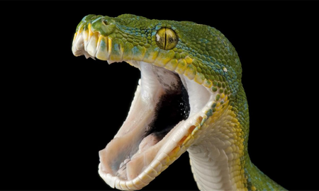 Se sentó en el inodoro, una cobra le mordió el miembro y se lo mató Se sentó en el inodoro, una cobra le mordió el miembro y se lo mató