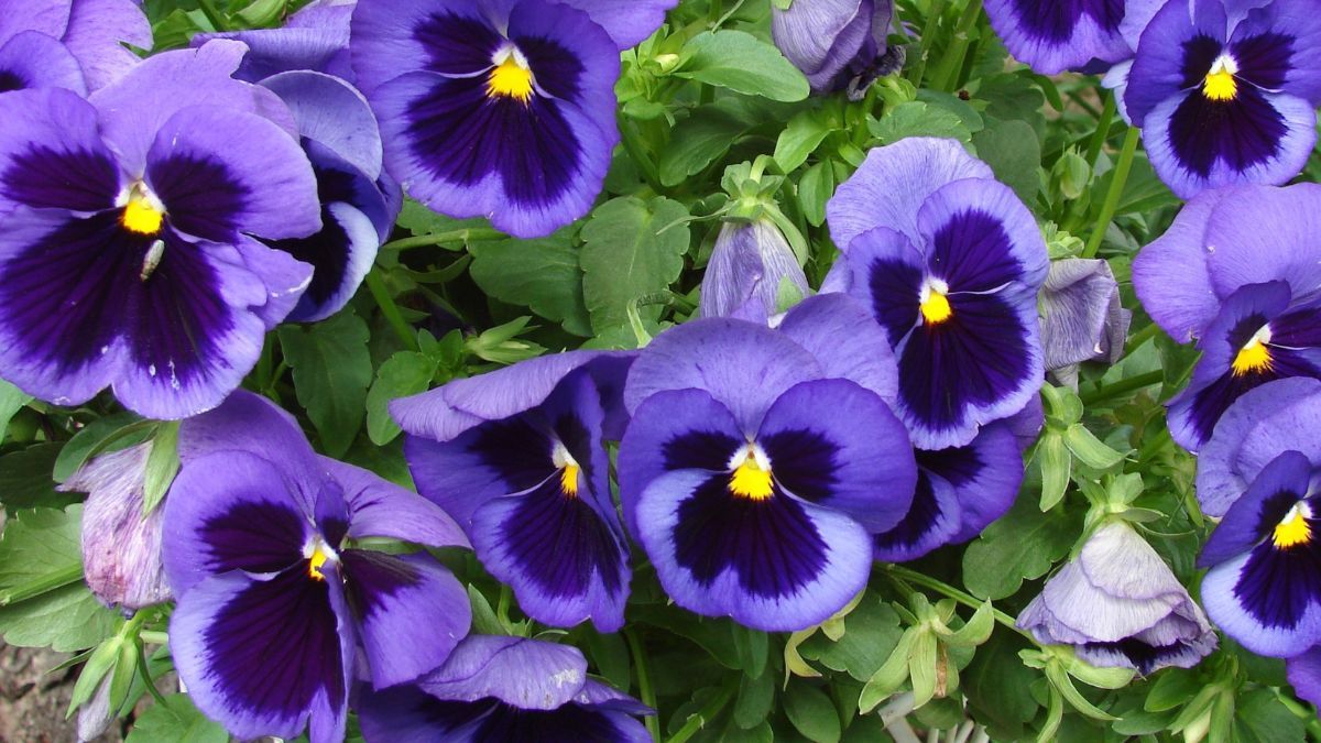Las violas son muy resistentes y florecen en diversas estaciones. Las violas son muy resistentes y florecen en diversas estaciones.
