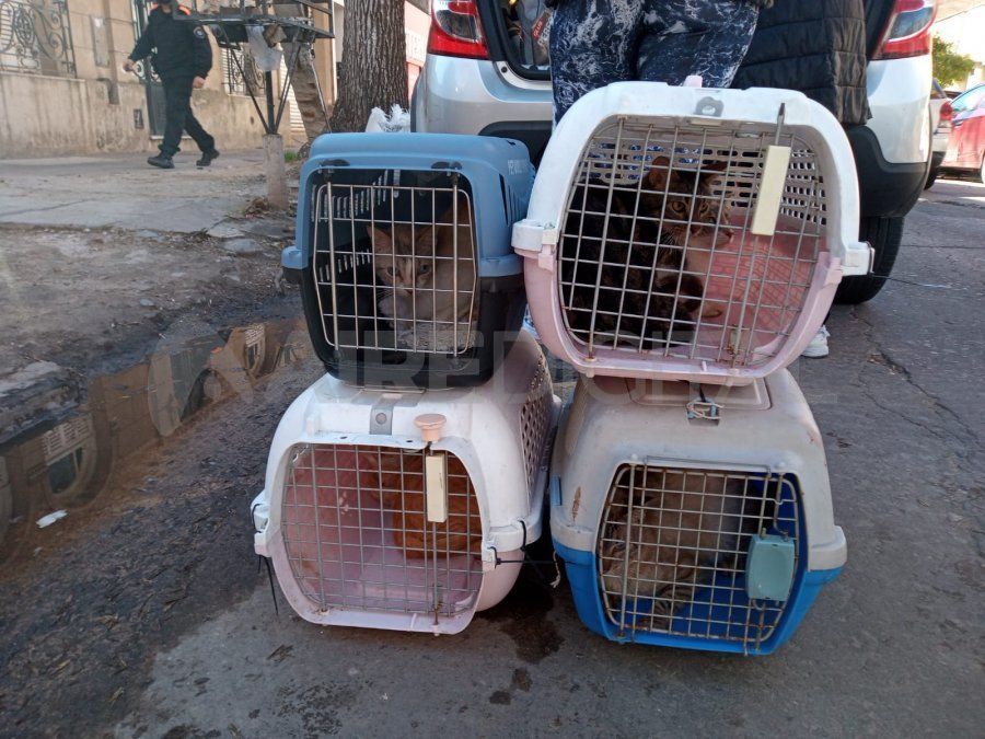 Rescataron más de seis felinos.