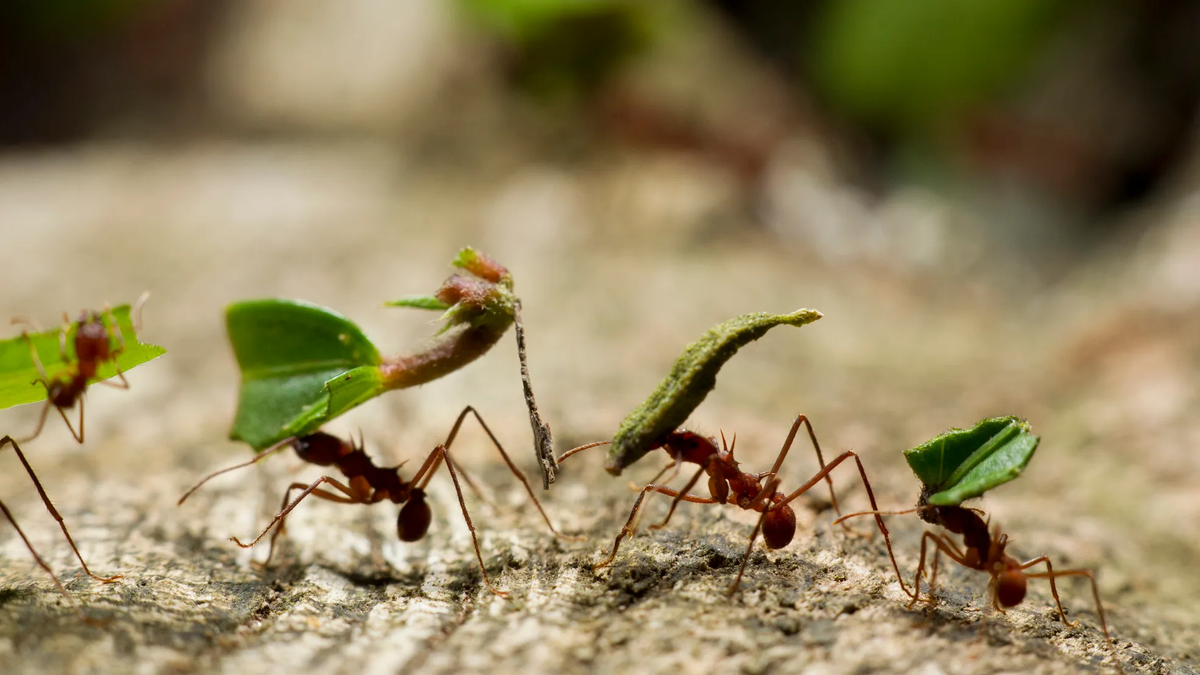 Por qué las hormigas no duermen