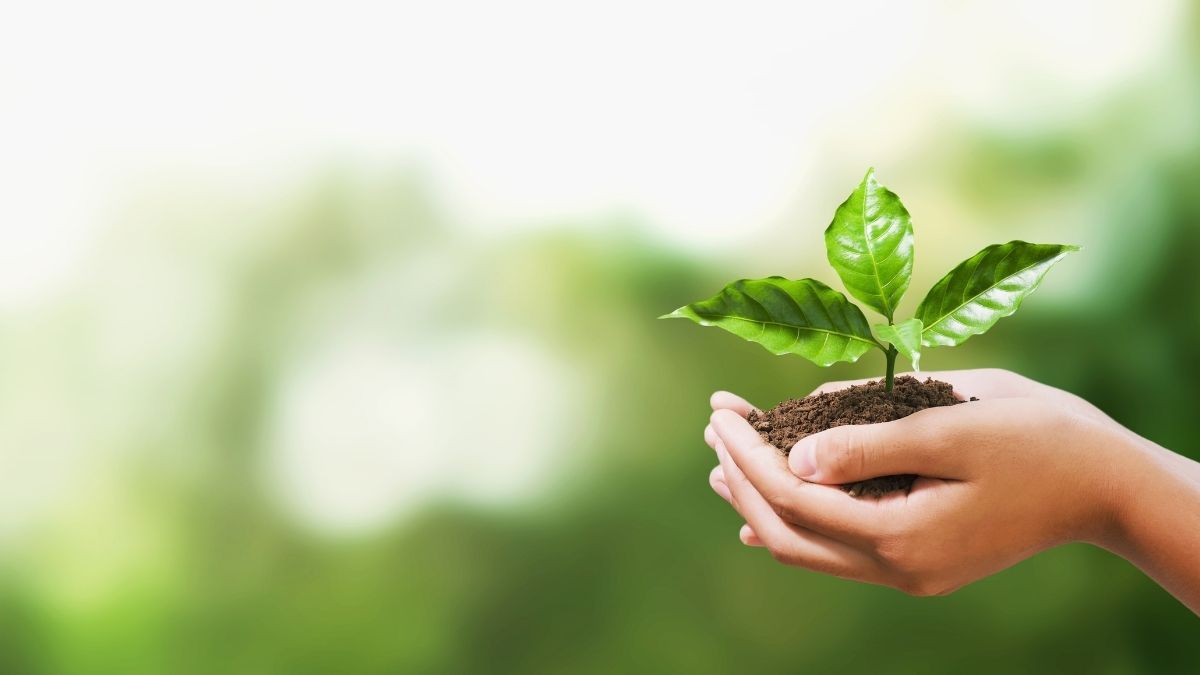 Estas mosquitas pueden eliminarse con m&eacute;todos caseros, efectivos y sin qu&iacute;micos.