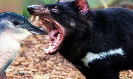 En la actualidad, hay 25.000 demonios de Tasmania en el mundo. Desde 2008, los marsupiales aparecen en la lista roja de las especies en peligro de extinción que elabora la Unión Internacional para la Conservación de la Naturaleza (UICN). En la actualidad, hay 25.000 demonios de Tasmania en el mundo. Desde 2008, los marsupiales aparecen en la lista roja de las especies en peligro de extinción que elabora la Unión Internacional para la Conservación de la Naturaleza (UICN).