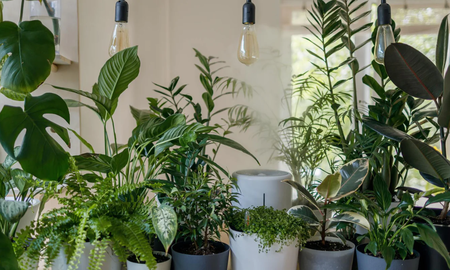 Incorporar estas cinco plantas en su hogar en el mes de junio no solo mejorará la estética y el ambiente de su espacio vital, sino que también puede atraer la buena fortuna. Incorporar estas cinco plantas en su hogar en el mes de junio no solo mejorará la estética y el ambiente de su espacio vital, sino que también puede atraer la buena fortuna.