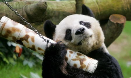 Muere a los 35 años An An, el panda macho en cautiverio más longevo del mundo Muere a los 35 años An An, el panda macho en cautiverio más longevo del mundo