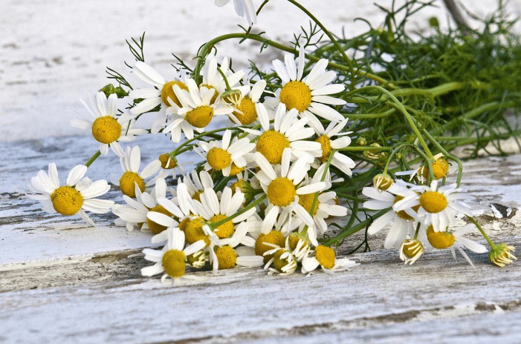 Estrés: 6 plantas medicinales que ayudan a aliviarlo