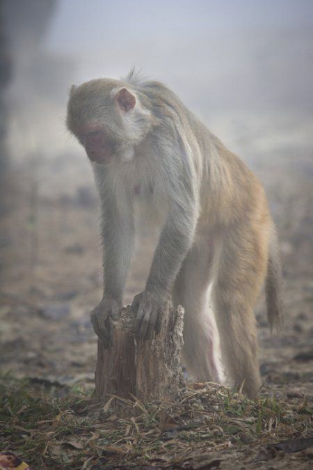 Basta con que un humano mantenga contacto con un ejemplar con el virus para que ‘salten’ hacia nuestra especie