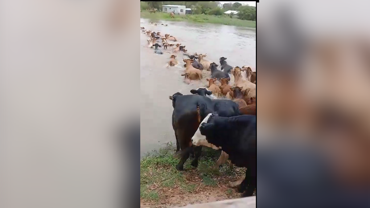 Los productores esperan el pico máximo de la crecida del río