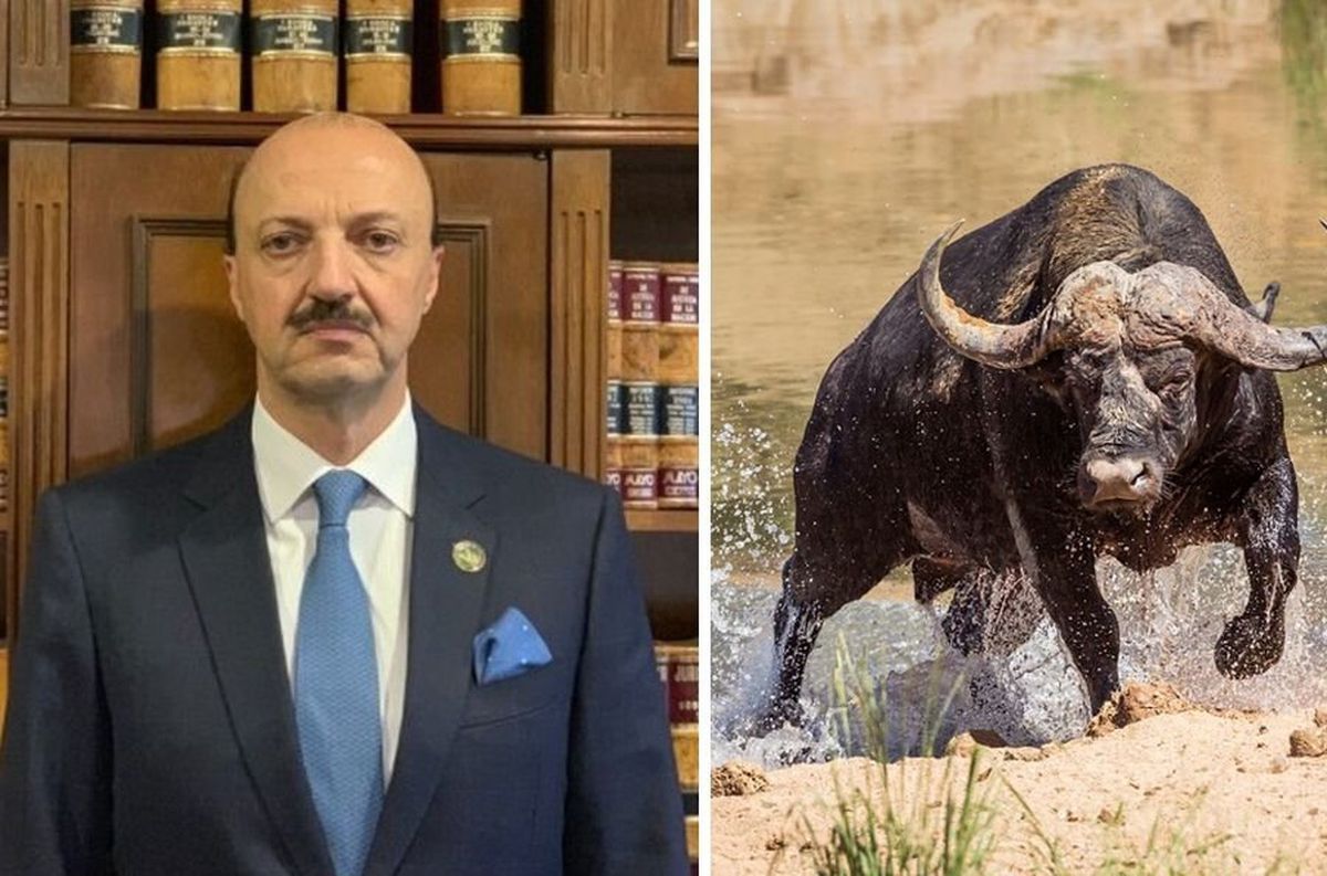 Un búfalo enfurecido embistió y mató de varias cornadas a un cazador que le disparó con una escopeta.