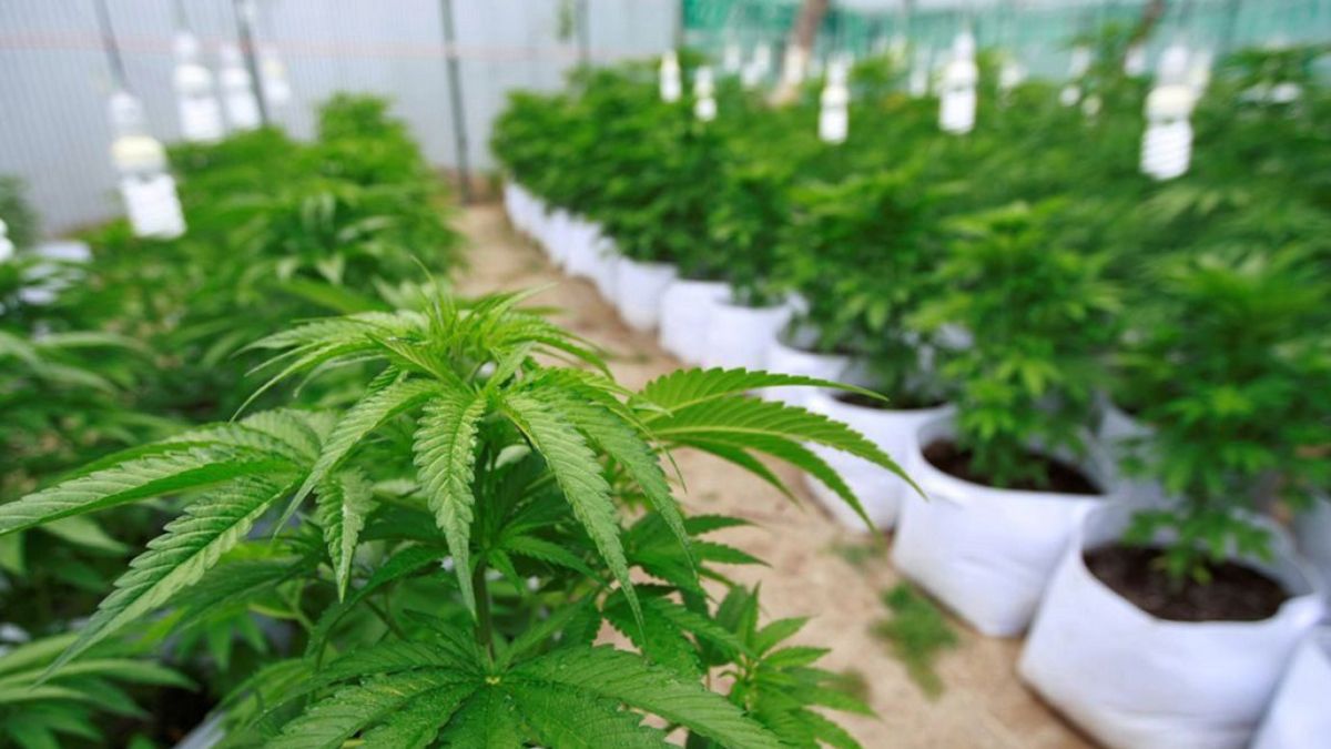 El cannabis medicinal es legal en Argentina.&nbsp;