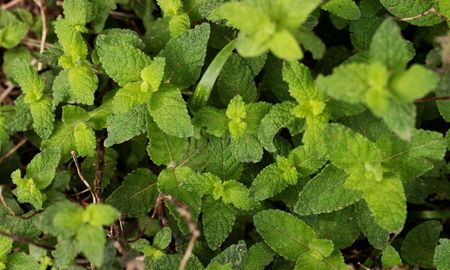 Una planta aromática y resistente que perfuma el ambiente y mantiene alejados a los mosquitos. Una planta aromática y resistente que perfuma el ambiente y mantiene alejados a los mosquitos.
