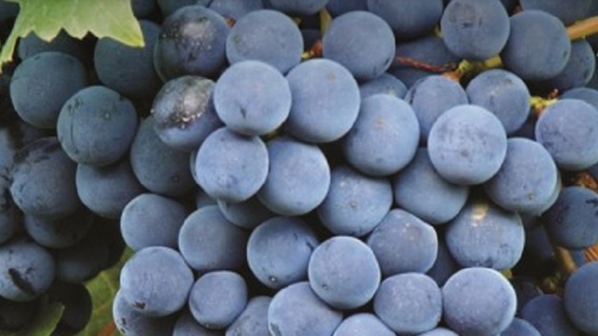 La bonarda no deja de sorprender y de ofrecer vinos de alta calidad