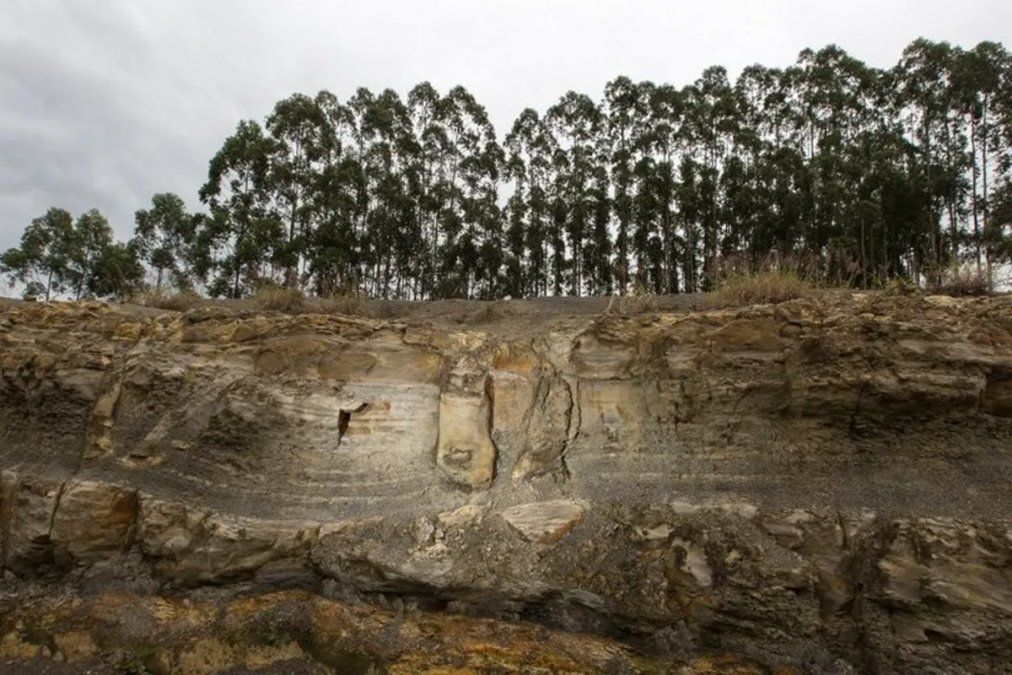 Descubrieron un bosque fosilizado de 290 millones de años en el sur de Brasil