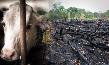 por que reducir tu consumo de carne es una de las mejores cosas que podes hacer para salvar a la amazonia por que reducir tu consumo de carne es una de las mejores cosas que podes hacer para salvar a la amazonia
