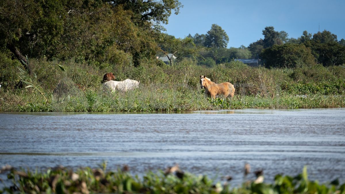Desde las barrancas se pueden ver como los animales juegan a la escondida con sus crías.