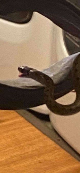 Una mujer encontró 18 serpientes debajo de su cama en Georgia, Estados Unidos.