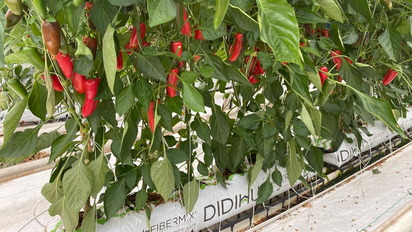 Cómo cultivar pimientos en maceta y disfrutar de su cosecha temprana
