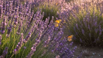 La planta que atrae mariposas y llena de color y perfume tu jardín