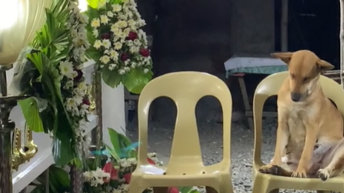 Un perro se hizo viral al asistir al funeral de su dueña.