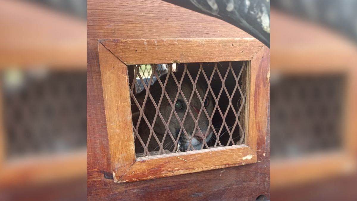 Personal especializado de la Policía Ecológica controló la situación.