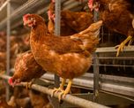 ¡insolito! gallina pilotea un avion y se tira en paracaidas ¡insolito! gallina pilotea un avion y se tira en paracaidas