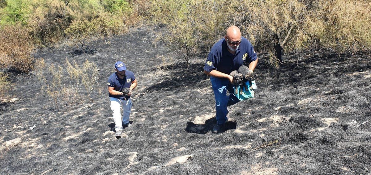 Policías del área de Delitos Ambientales lograron advertir la presencia de los perritos.&nbsp;