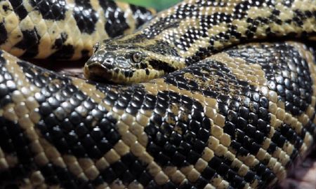 video: asi ataco una anaconda a un perro que acompanaba a tres ciclistas video: asi ataco una anaconda a un perro que acompanaba a tres ciclistas