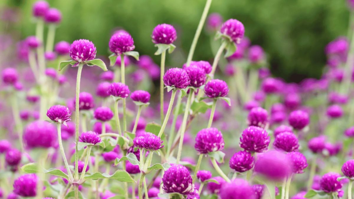 Flores y aromáticas para sembrar en noviembre y disfrutar durante todo el verano.