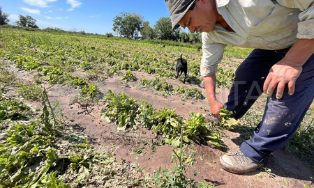 Monte Vera: se perdió toda la producción y anticipan un alza en el precio de las verduras. Monte Vera: se perdió toda la producción y anticipan un alza en el precio de las verduras.