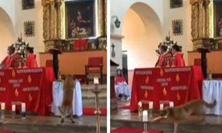 Ladrón se llevó el pan de la eucaristía en plena misa y despertó ternura en Twitter Ladrón se llevó el pan de la eucaristía en plena misa y despertó ternura en Twitter