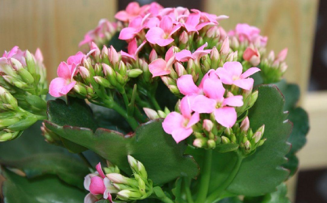 Los &nbsp;beneficios desinfectantes del vinagre te ayudarán a&nbsp; acabar con las plagas y los hongos