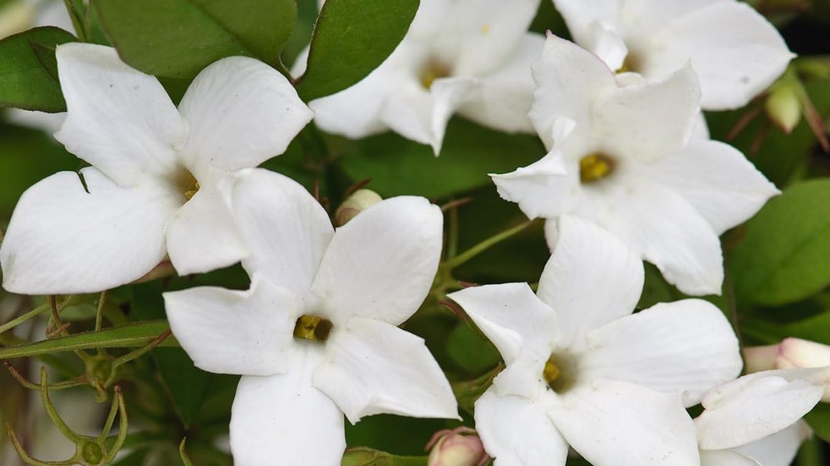 El jazmín de los poetas se adapta con facilidad a jardines europeos y asiáticos