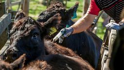 rechazo de cra a la desregulacion de la lucha contra la fiebre aftosa: el gobierno cometio un error