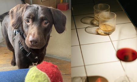 Rescatan en Inglaterra a perrito que se volvió adicto al alcohol: su dueño le daba licor a diario Rescatan en Inglaterra a perrito que se volvió adicto al alcohol: su dueño le daba licor a diario